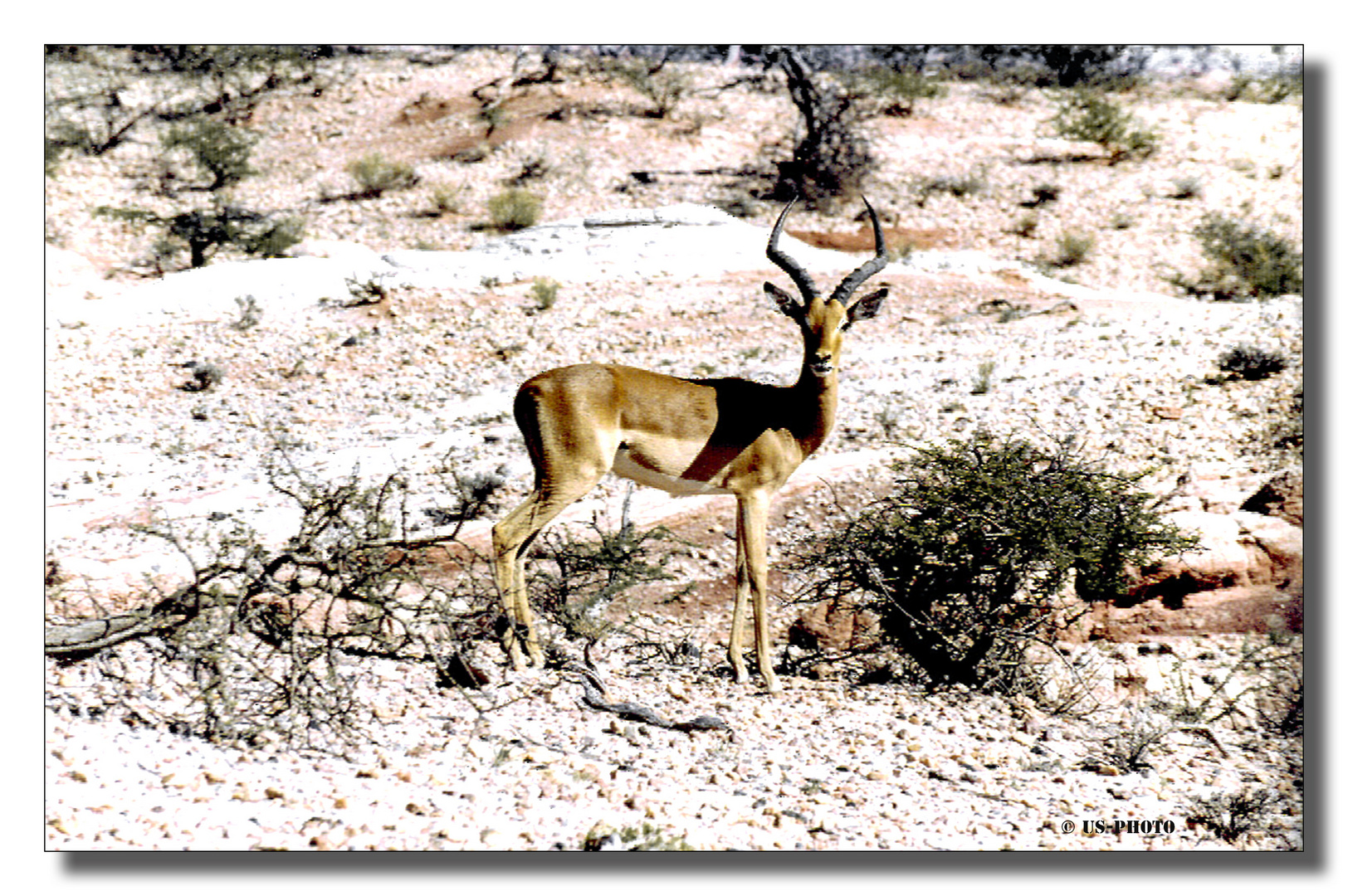 Impala in der Namib