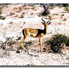 Impala in der Namib