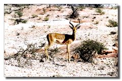 Impala in der Namib