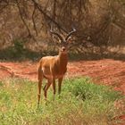 Impala in der roten Umgebung