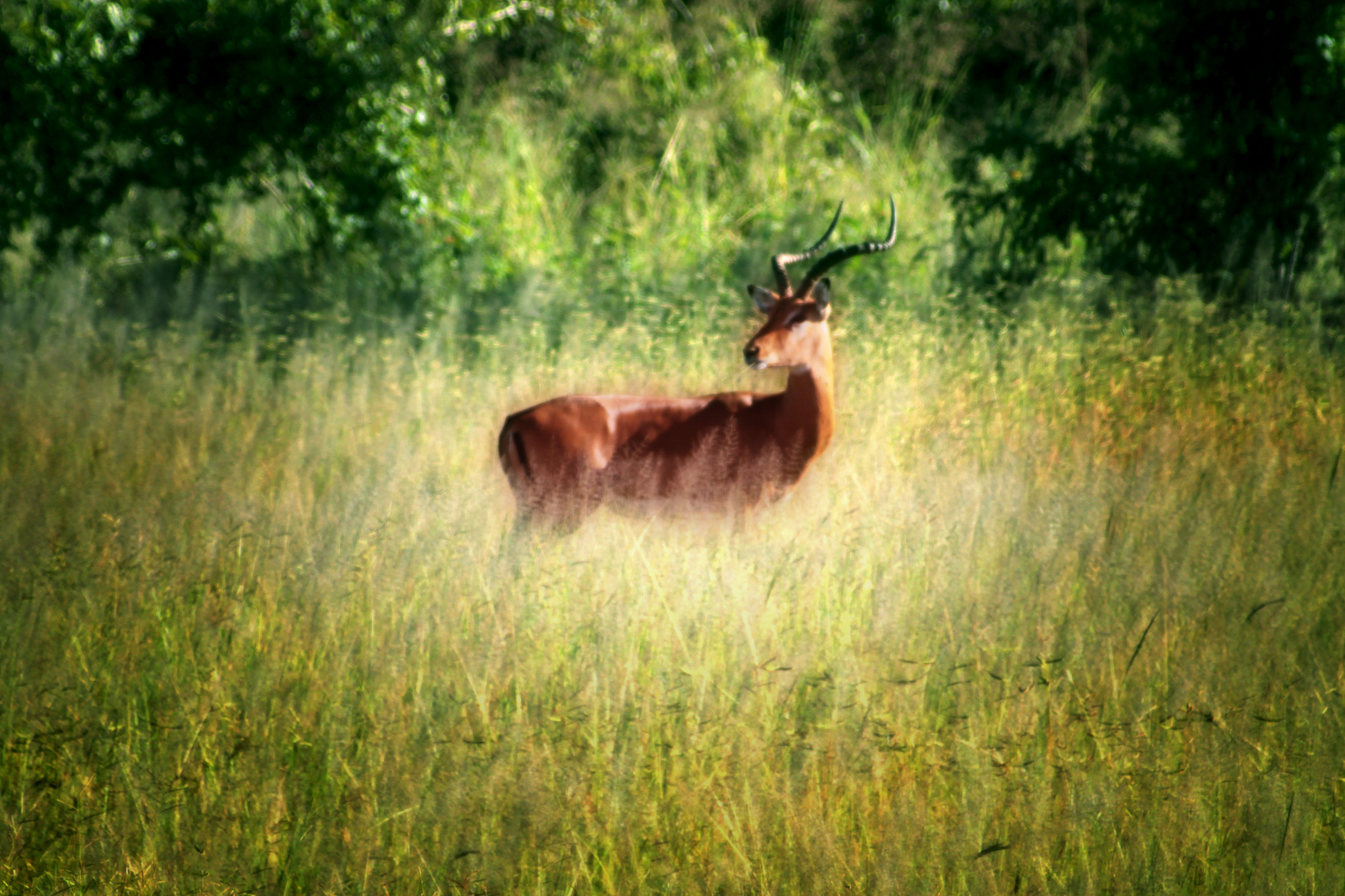 Impala in der Steppe