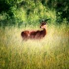 Impala in der Steppe