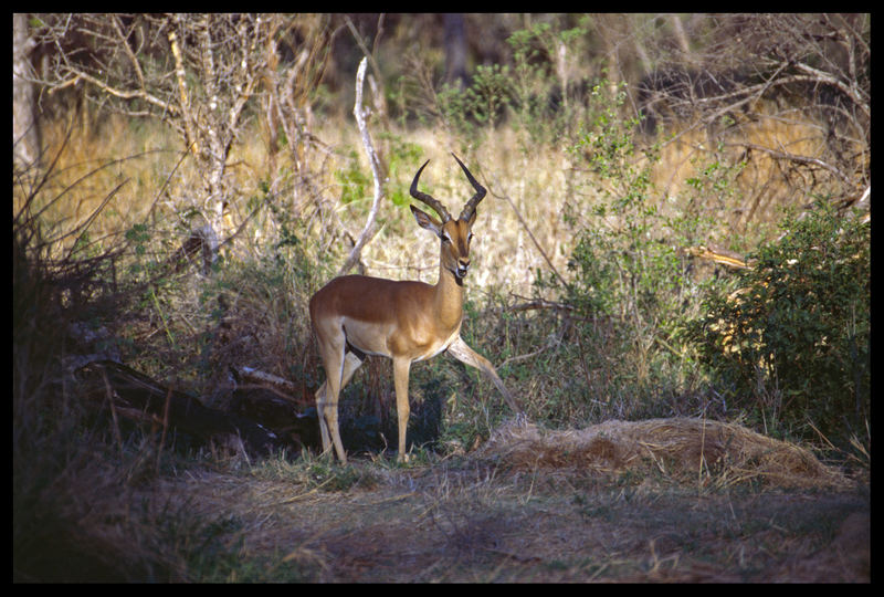 Impala in Südafrika