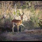 Impala in Südafrika