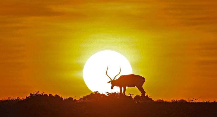 Impala in the sun