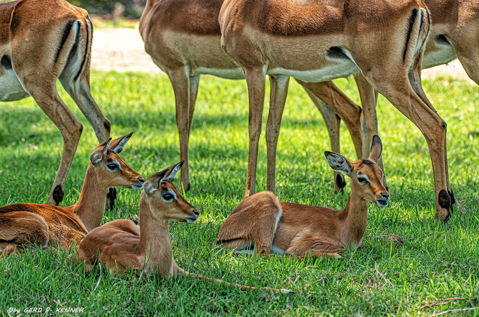 Impala Kindergarten