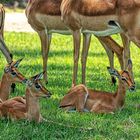 Impala Kindergarten