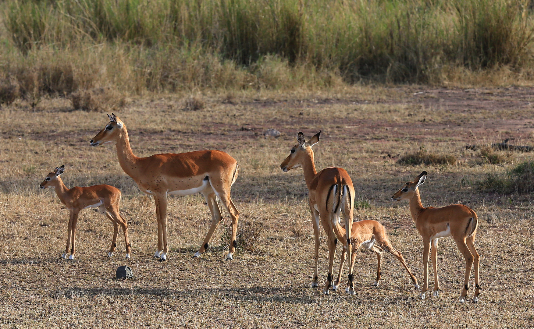 Impala-Kitze