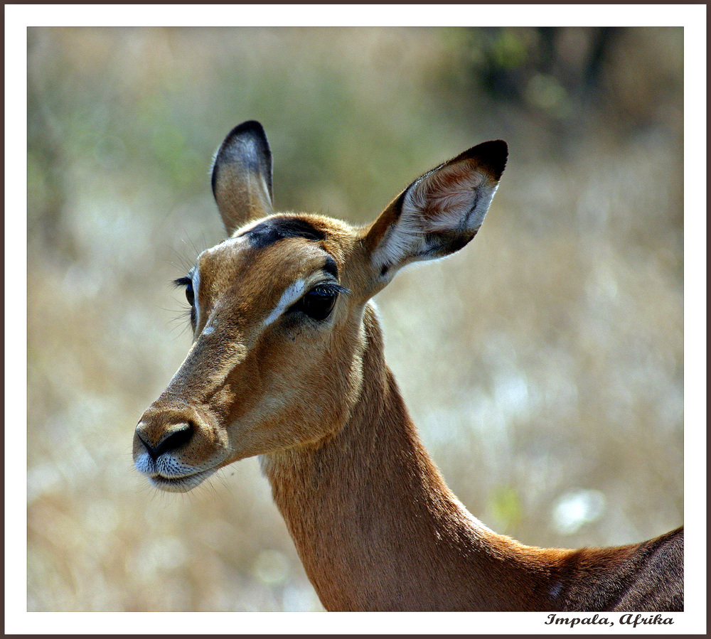 Impala, Krüger Süd Afrika