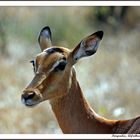 Impala, Krüger Süd Afrika