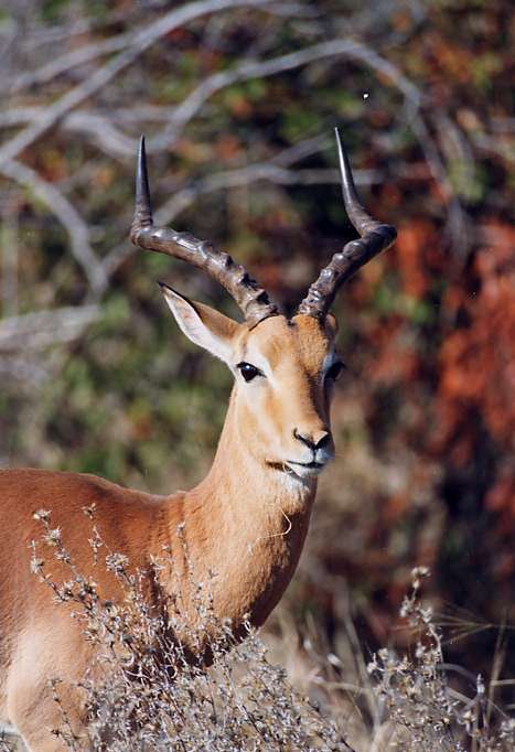 Impala, Kruger National Park, Afrique du Sud