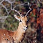 Impala, Kruger National Park, Afrique du Sud