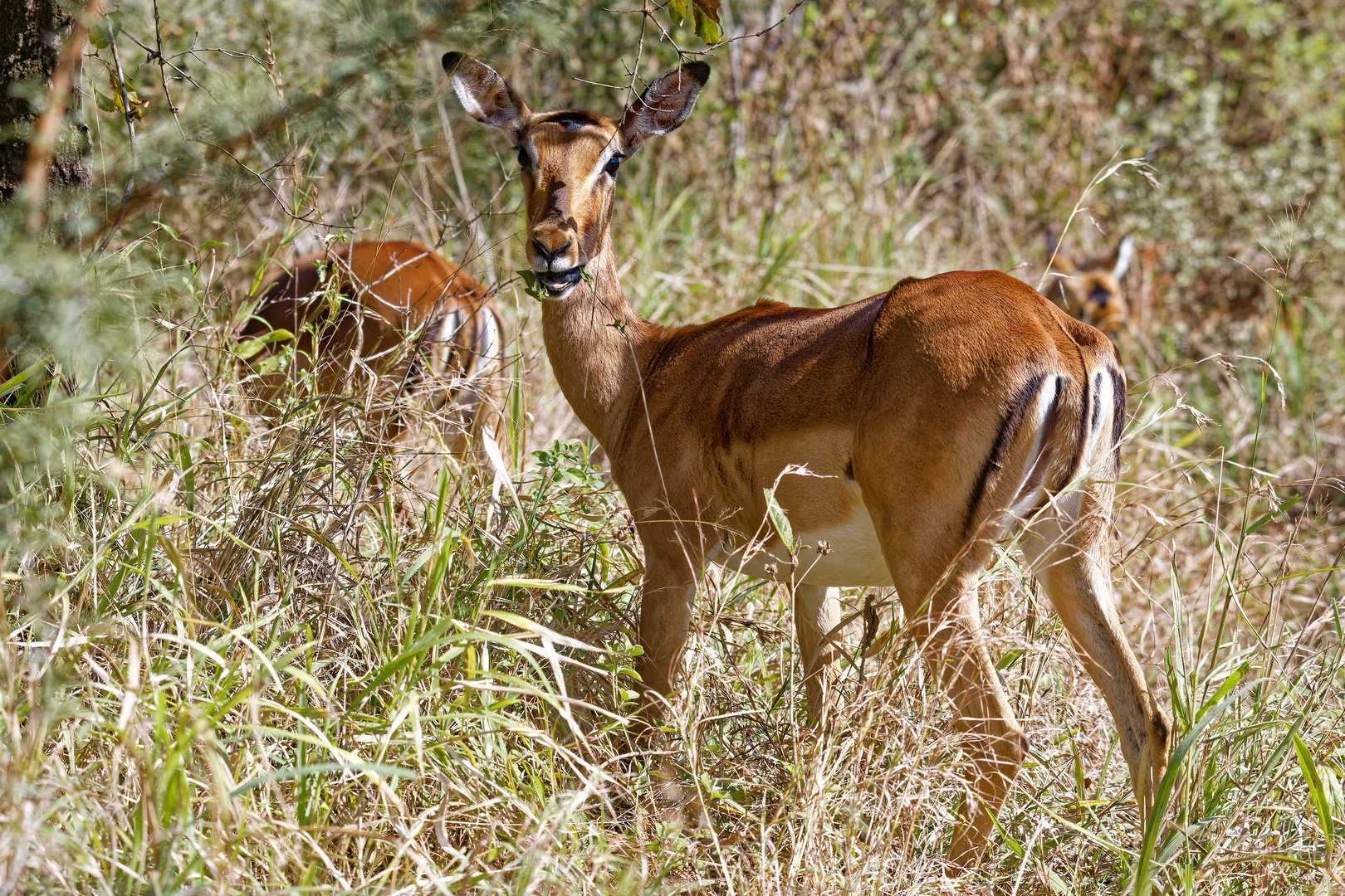 Impala Kuh