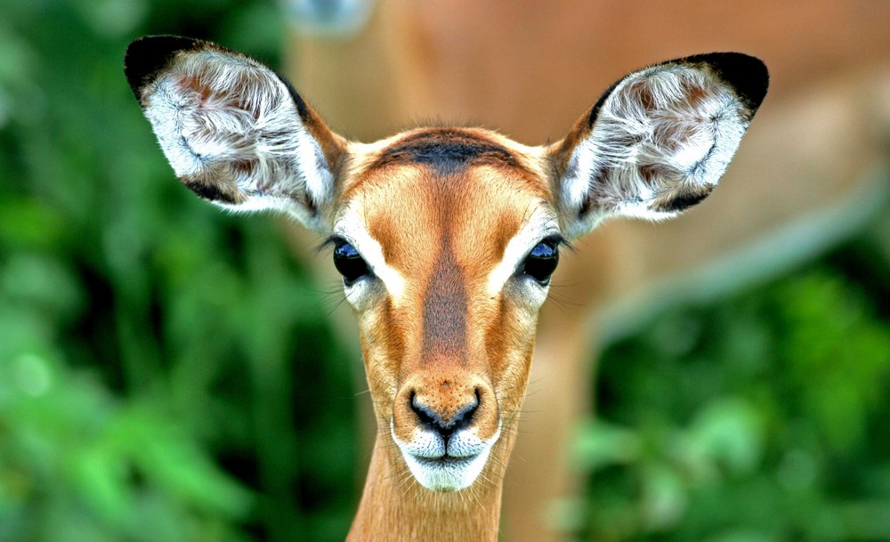 Impala lamb