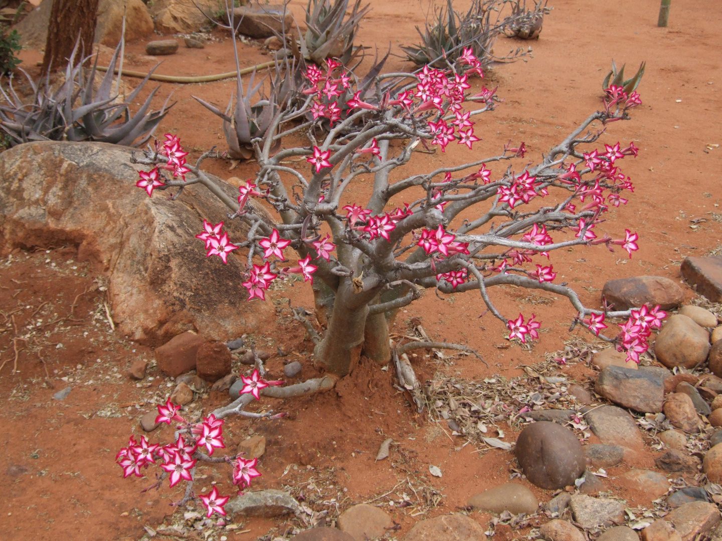 Impala lily