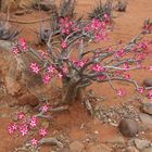 Impala lily