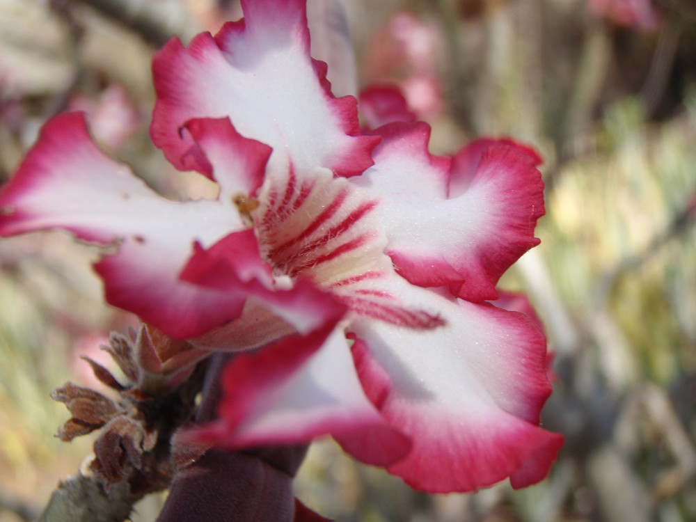 impala lily