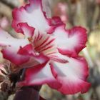 impala lily