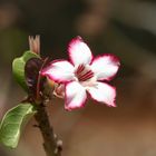 Impala Lily