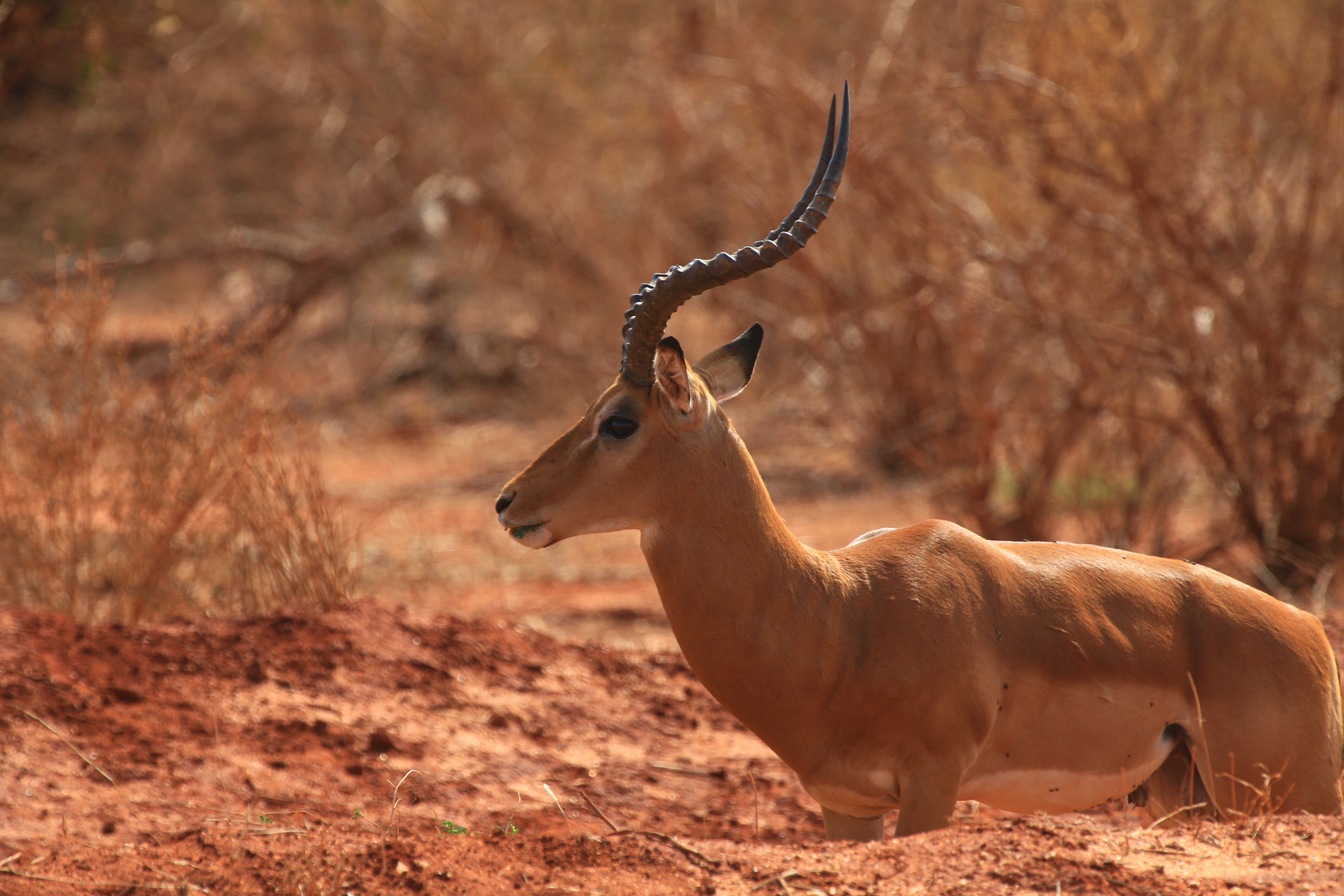 Impala Männchen