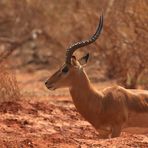 Impala Männchen