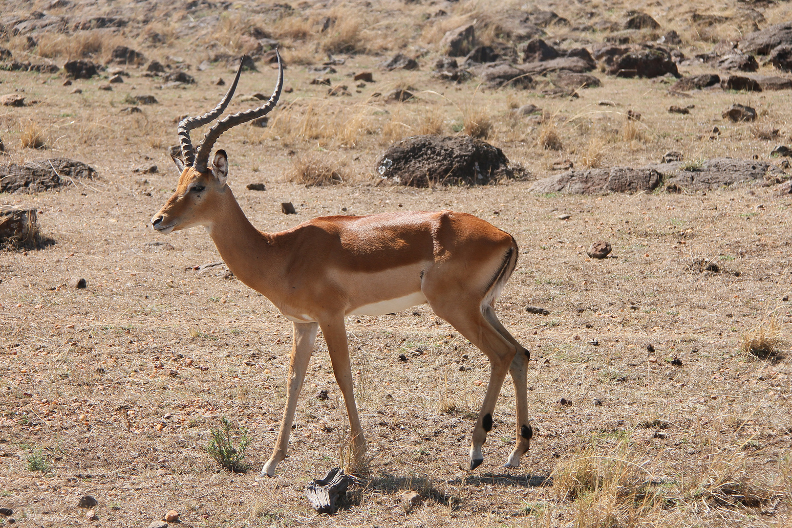 Impala-Männchen allein auf weiter Flur