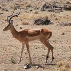 Impala-Männchen allein auf weiter Flur