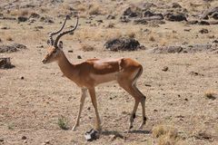 Impala-Männchen allein auf weiter Flur