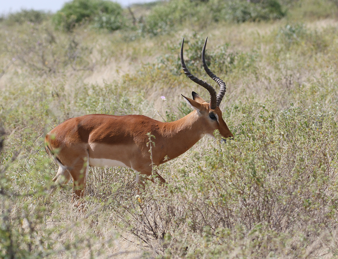 Impala - Männchen - Bild 5