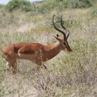 Impala - Männchen - Bild 5
