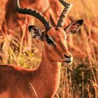 Impala- Männchen