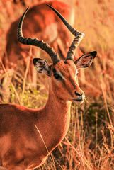 Impala- Männchen