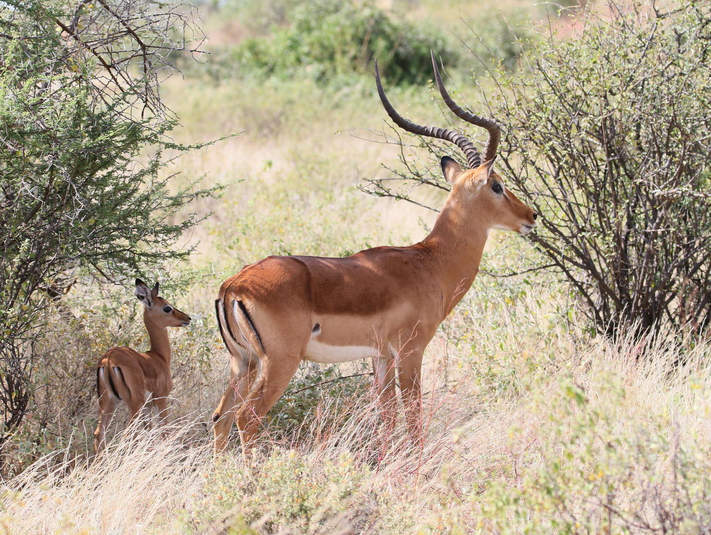 Impala - Männchen mit gleichem Jungen - Bild 3