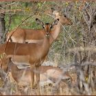 Impala, mais pas de chevrolet....arche, mais pas de triomphe!