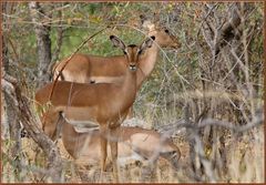 Impala, mais pas de chevrolet....arche, mais pas de triomphe!