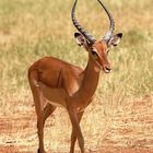 Impala (Male Impala) - Samburu / Kenya - Elégance !