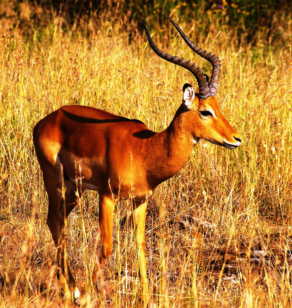 Impala, Masai Mara, Kenya