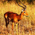 Impala, Masai Mara, Kenya