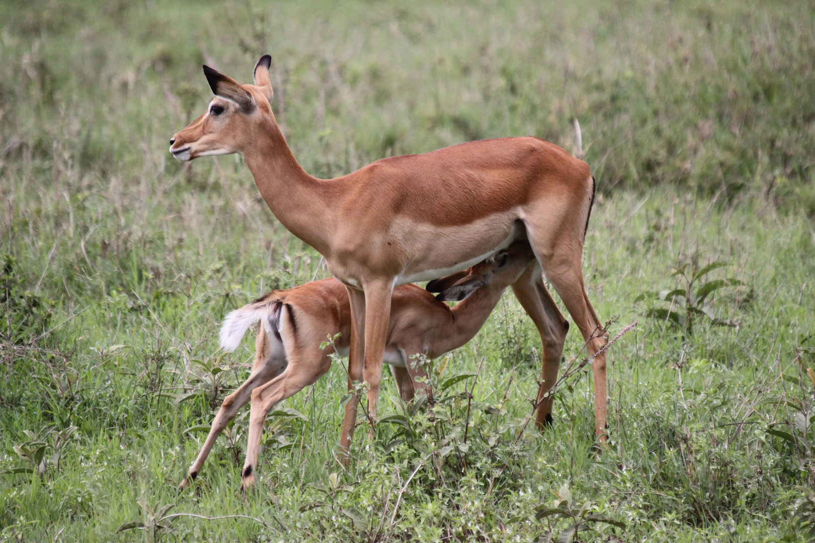 Impala mit Jungtier