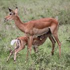 Impala mit Jungtier