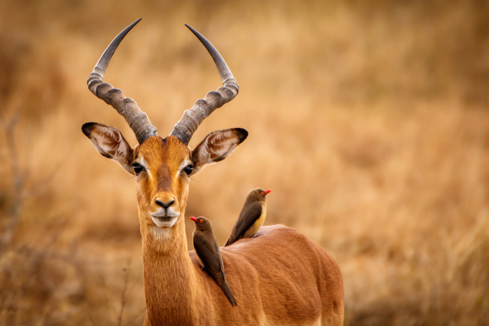 Impala mit Madenhacker