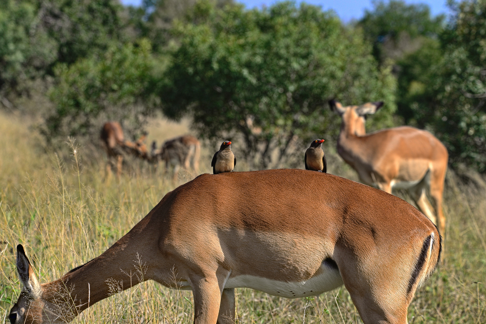 Impala mit Rotschnabelmadenhacker