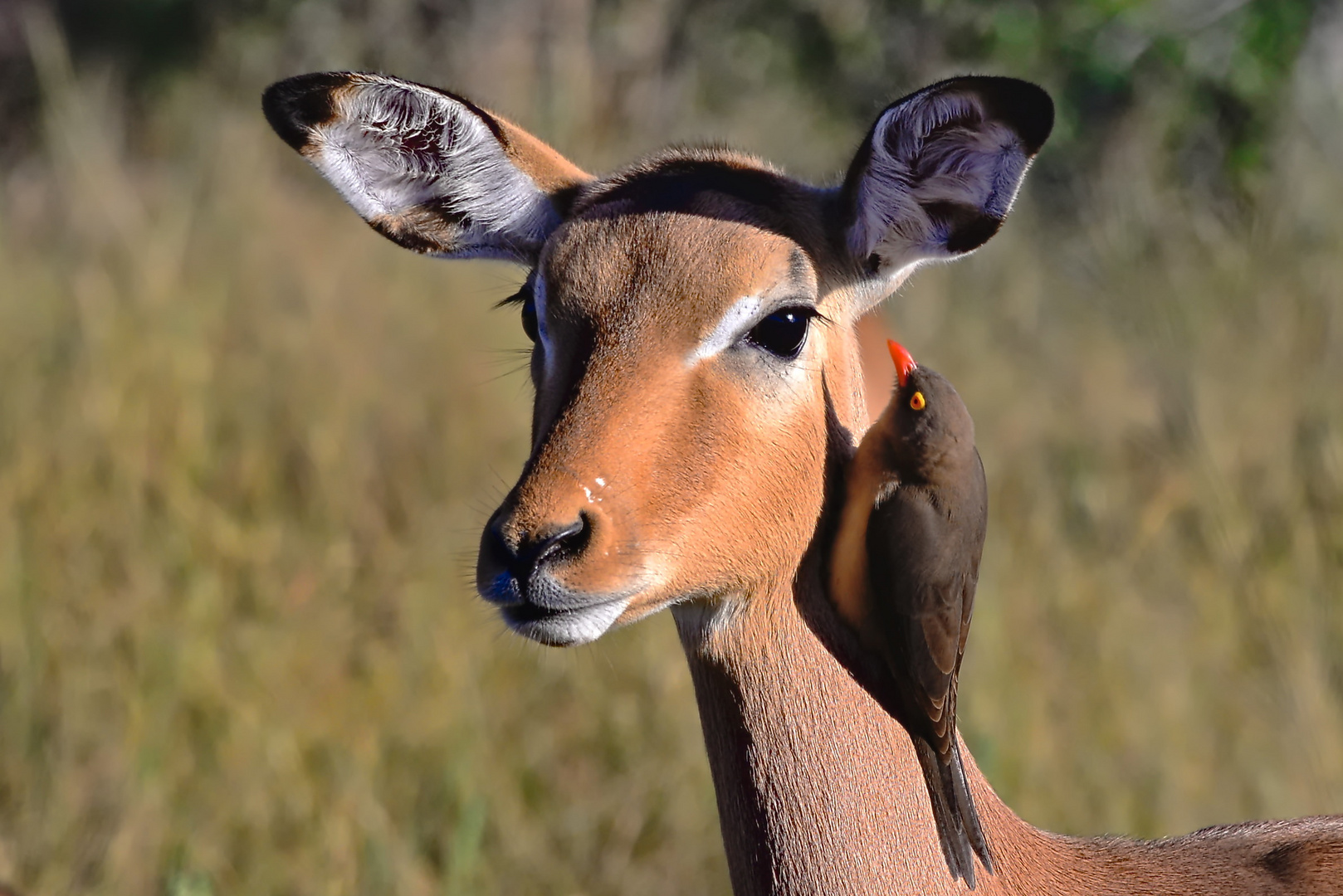 Impala mit Rotschnabelmadenhacker Kruger Nationalpar beiSatara