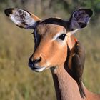 Impala mit Rotschnabelmadenhacker Kruger Nationalpar beiSatara