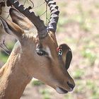 Impala mit Vogel