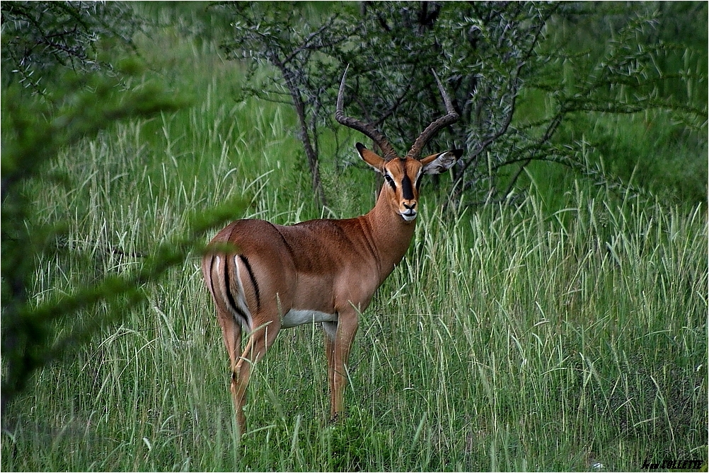 " Impala mâle "