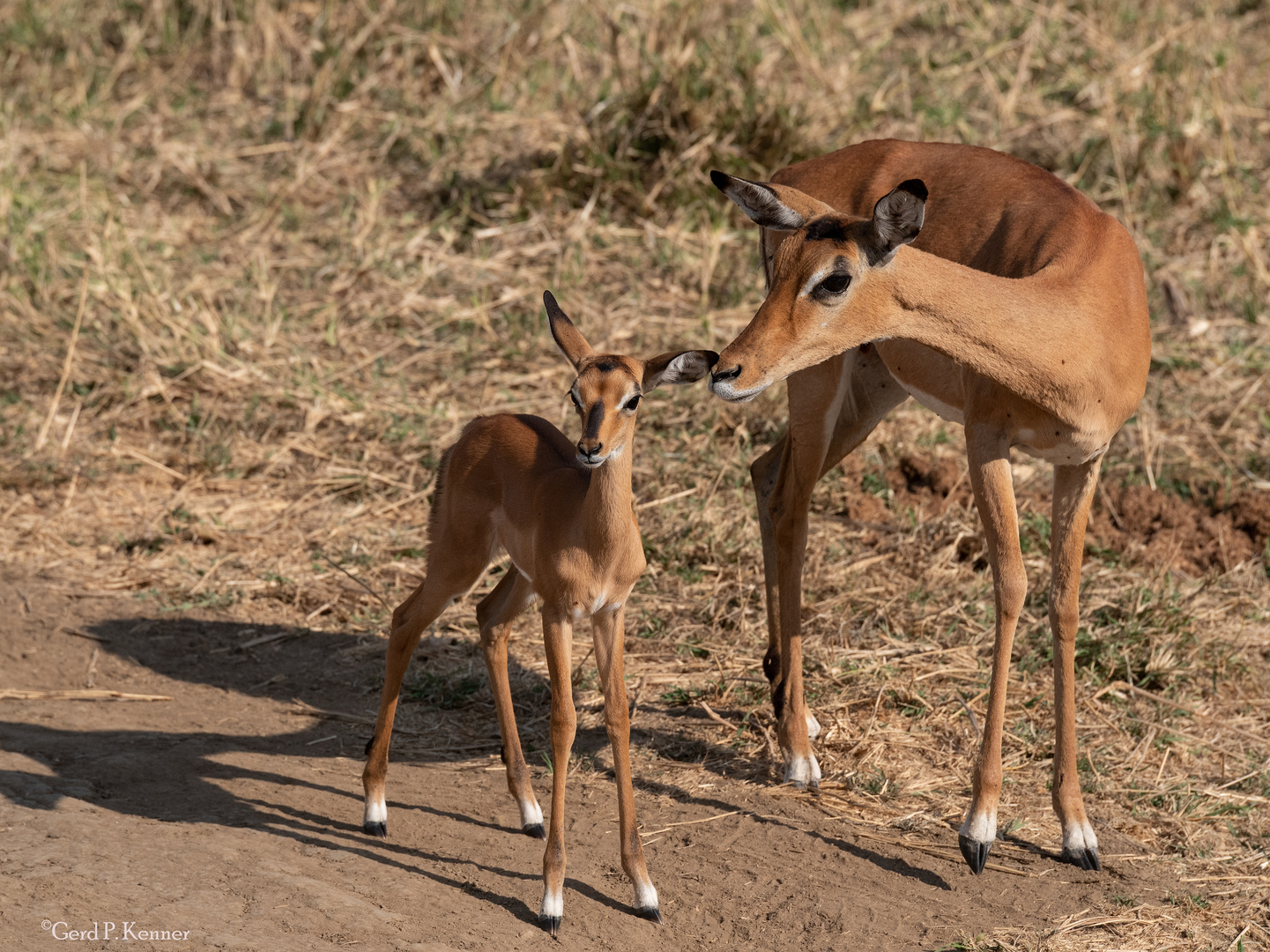 Impala Mutter mit Kitz