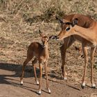 Impala Mutter mit Kitz