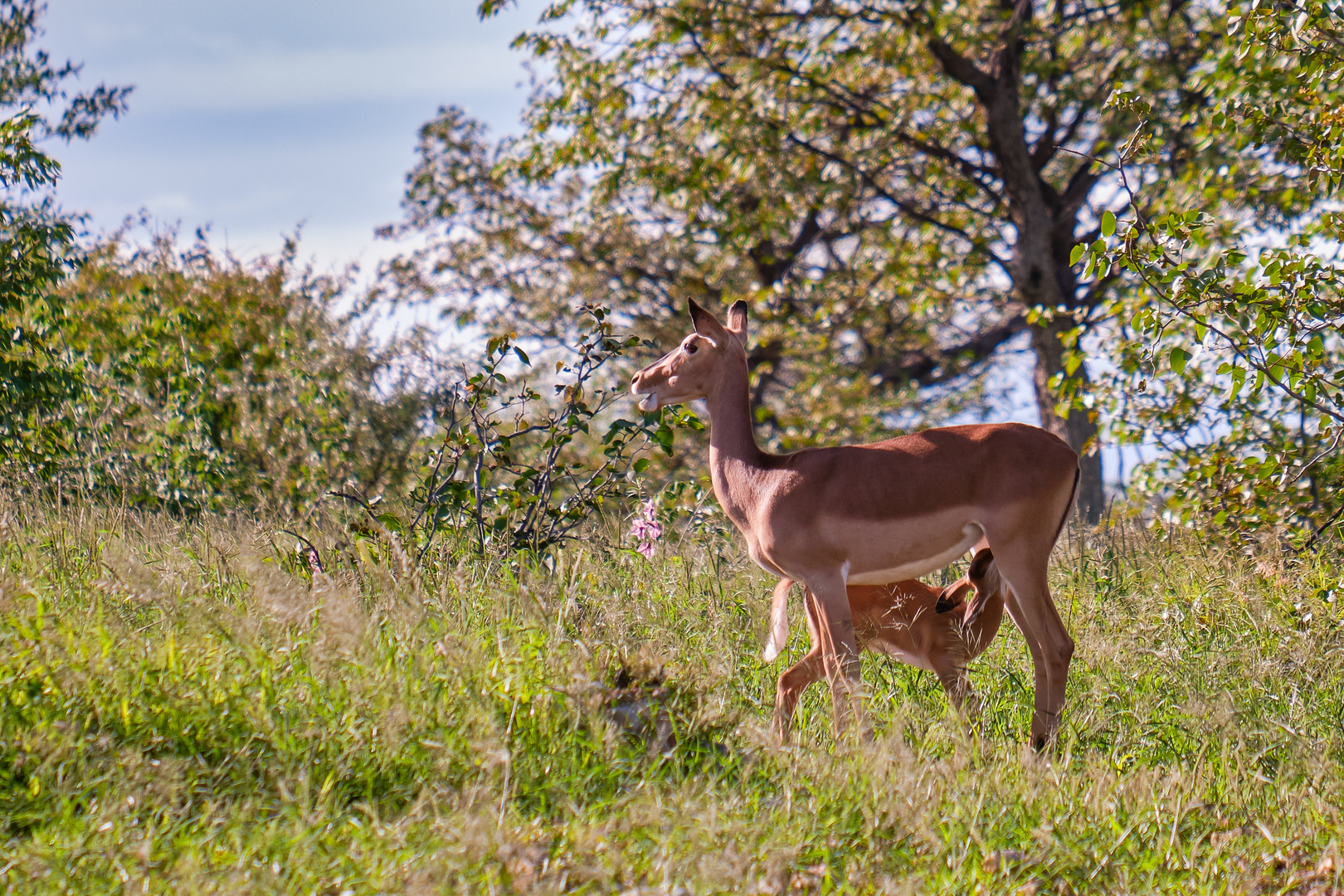 Impala-Mutter und Nachwuchs