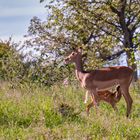 Impala-Mutter und Nachwuchs